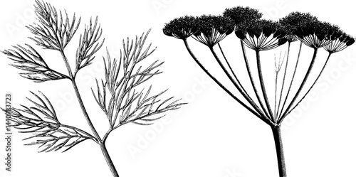 Engraved botanical art of dill sprig and seed head for nature-inspired design