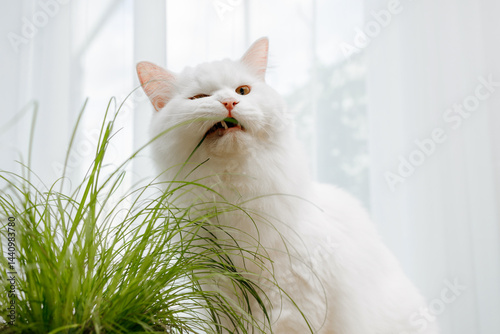 Photography White fluffy cat eats cat grass. Vitamins for domestic cats