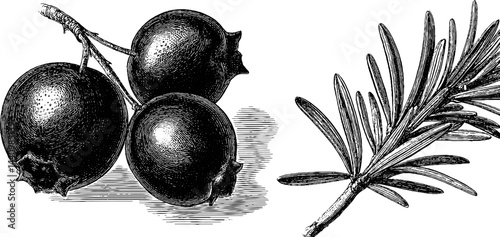 Engraved botanical illustration of juniper berries and leaves for herbal design