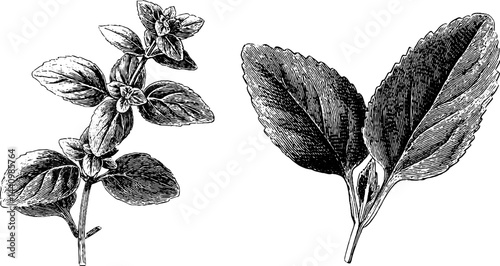 Engraved botanical illustration of marjoram sprig and leaves for herbal design