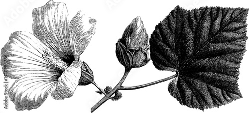 Detailed botanical illustration of mallow flower and leaf