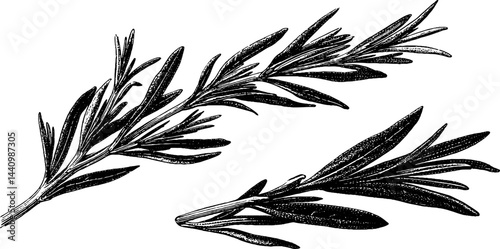Botanical engraving of rosemary twigs for herbal and design projects