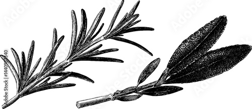 Botanical art of rosemary and rose leaves for natural decor design