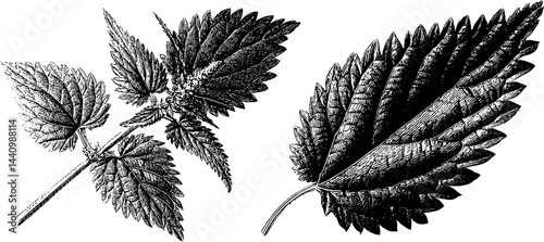 Engraved botanical illustration of stinging nettle leaves and plants for design and education