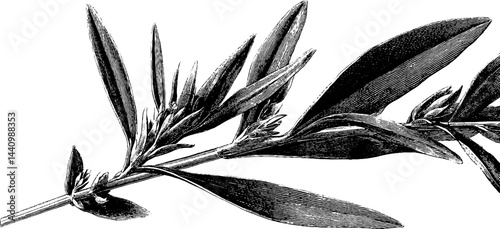 Engraved illustration of tarragon sprig for botanical design and herb identification