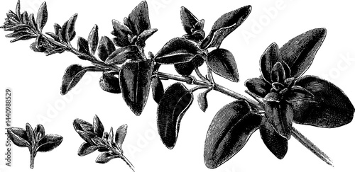 Engraved botanical illustration of thyme sprig - herbal plant design for natural remedies