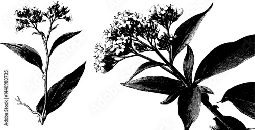 Engraved botanical illustration of valerian root for herbal design and botanical study