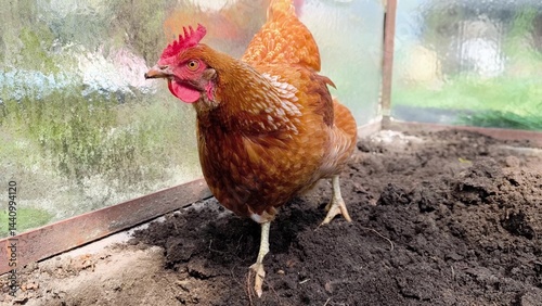 Tableau sur toile Brown free range chicken pecking at ground and walking around outdoors