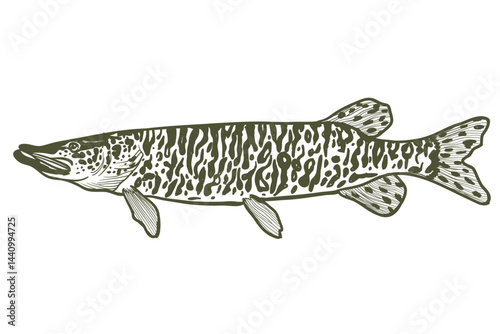 Tiger Muskie Muskellunge Fish