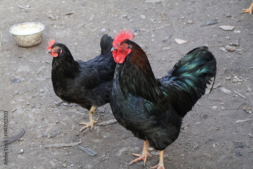 rooster in the farm