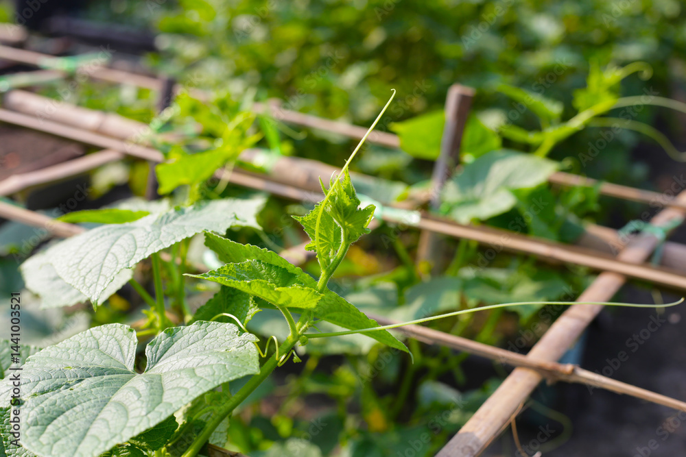 Cucumber plant climbs an arch made of bamboo. Cucumbers grown in the vegetable garden Cucumber plant climbs an arch made of bamboo. Cucumbers grown in the vegetable garden