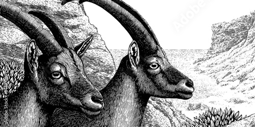 Engraved wildlife art of ibex on rocky cliffside