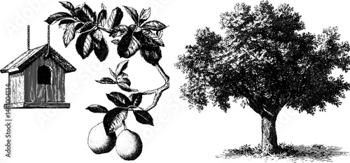 Engraved illustration of fruit tree and birdhouse design for nature lovers