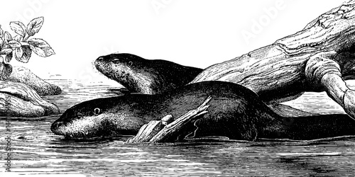 Engraved illustration of platypus and river scene for nature design projects