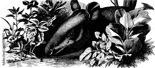 Vintage engraving of tapir in jungle with lush plants for nature-inspired designs