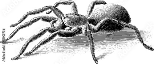 Detailed engraved illustration of brazilian wandering spider for educational and design use