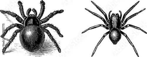 Detailed engraved illustration of tarantula and spider for educational and artistic use