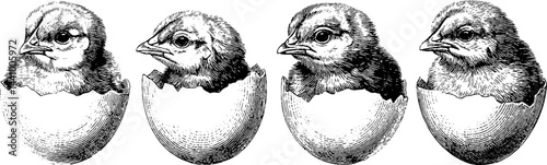 Vintage engraving of chicks hatching from eggs for nature and spring themes