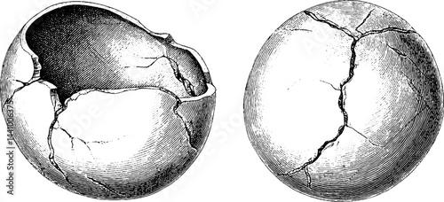 Engraved illustration of cracked dinosaur eggs set for educational design