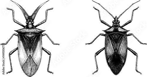 Intricate engraved illustration of thorn bug and horned insect pair for design purposes