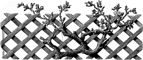 Vintage engraved illustration of courtyard lattice with blossoming branch for decorative design