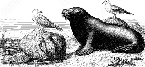 Engraved illustration of elephant seal and seagulls in natural habitat
