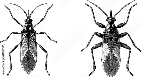 Intricate engraved illustration set featuring assassin bugs for educational design