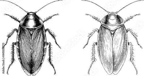 Detailed engraved illustration set of giant water bug for nature and entomology designs