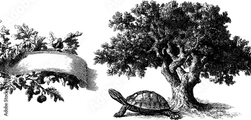 Vintage engraving of plum tree and tortoise with oak leaves banner