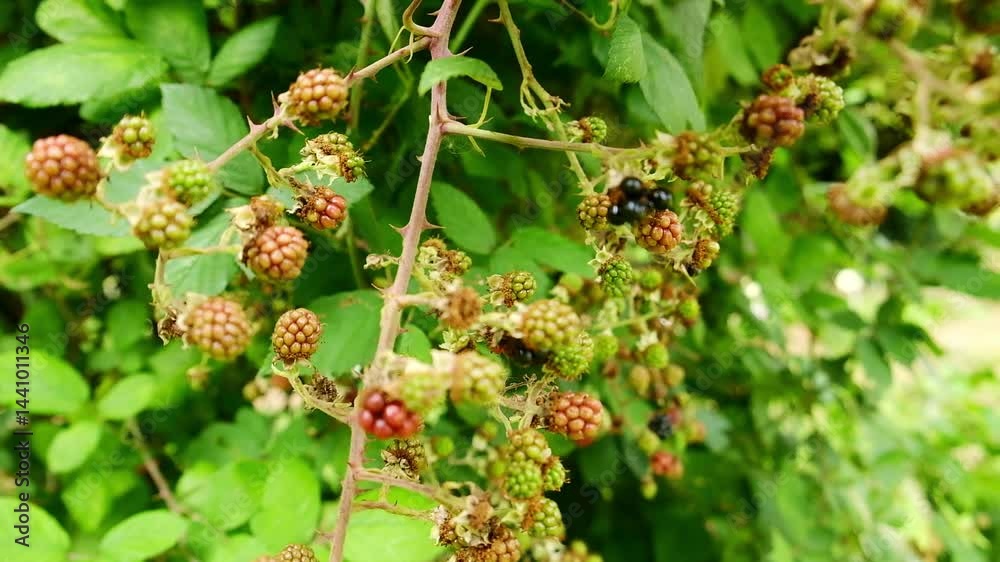Ripening blackberries on a sunny day in a lush green garden Ripening blackberries on a sunny day in a lush green garden