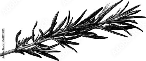 Engraved botanical illustration of rosemary stem for herbal design