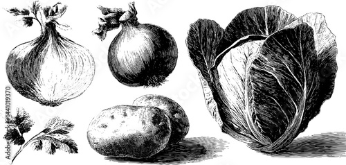 Engraved botanical illustrations of onion, potato, and cabbage for vintage design