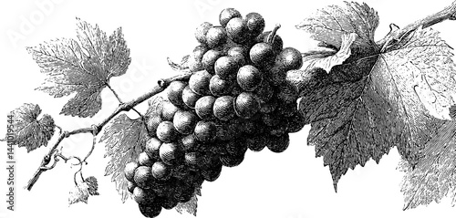 Detailed vintage engraving of grape cluster with leaves for wine label design