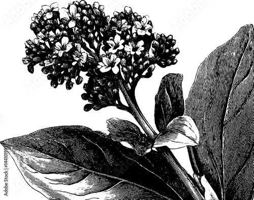 Detailed engraving of valerian flower with leaves for botanical art and herbal studies
