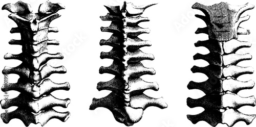 Detailed engraved illustration set of vertebrae showcasing human spine anatomy for educational use