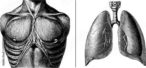 Engraved illustration of human muscular torso and lungs anatomy for educational design