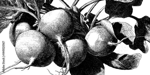 Engraved radish bunch illustration with black bold lines for vintage botanical art
