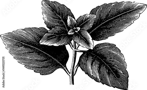 Detailed engraved illustration of wild mint leaf – botanical design for herbal themes