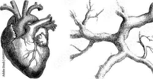 Detailed engraved illustration of human heart and blood vessels for medical use