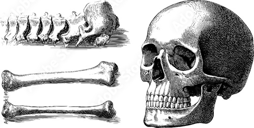 Engraved anatomy illustration set of human skull and ribcage elements
