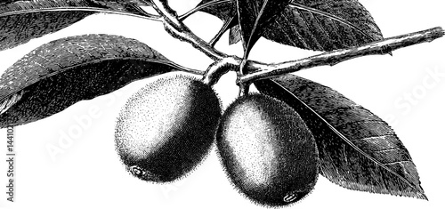 Detailed engraved illustration of kiwi fruit hanging on vine