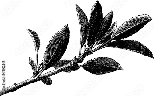 Engraved illustration of almond twig in bold black lines for botanical design