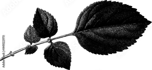 Intricate detailed engraved illustration of anise hyssop leaf for botanical design