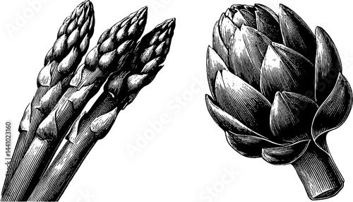 Vintage botanical illustration of asparagus and artichoke set for culinary and educational design