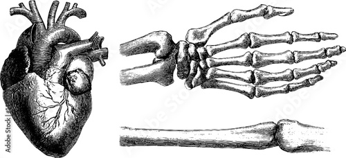 Anatomical engraving of human heart and arm veins for medical education
