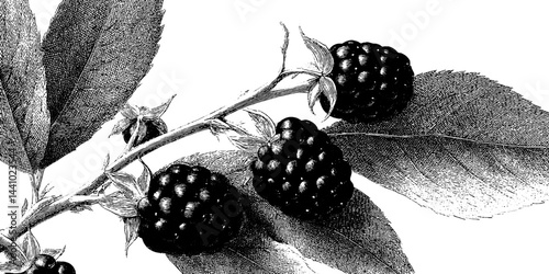 Engraved botanical art of blackberry vine for natural design and decoration