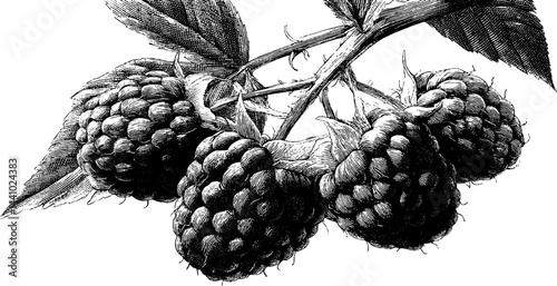 Detailed engraved illustration of ripe raspberry cluster for botanical design