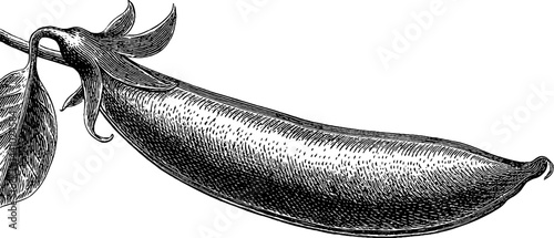 Engraved illustration of garden pea pod for botanical and culinary designs
