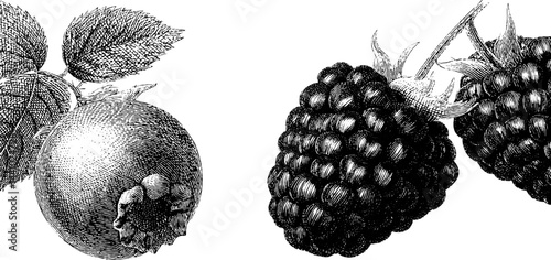 Vintage botanical engraving of blueberries and blackberries - nature art collection for print or design