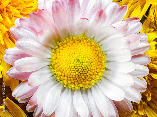 Daisy flower close-up, top view